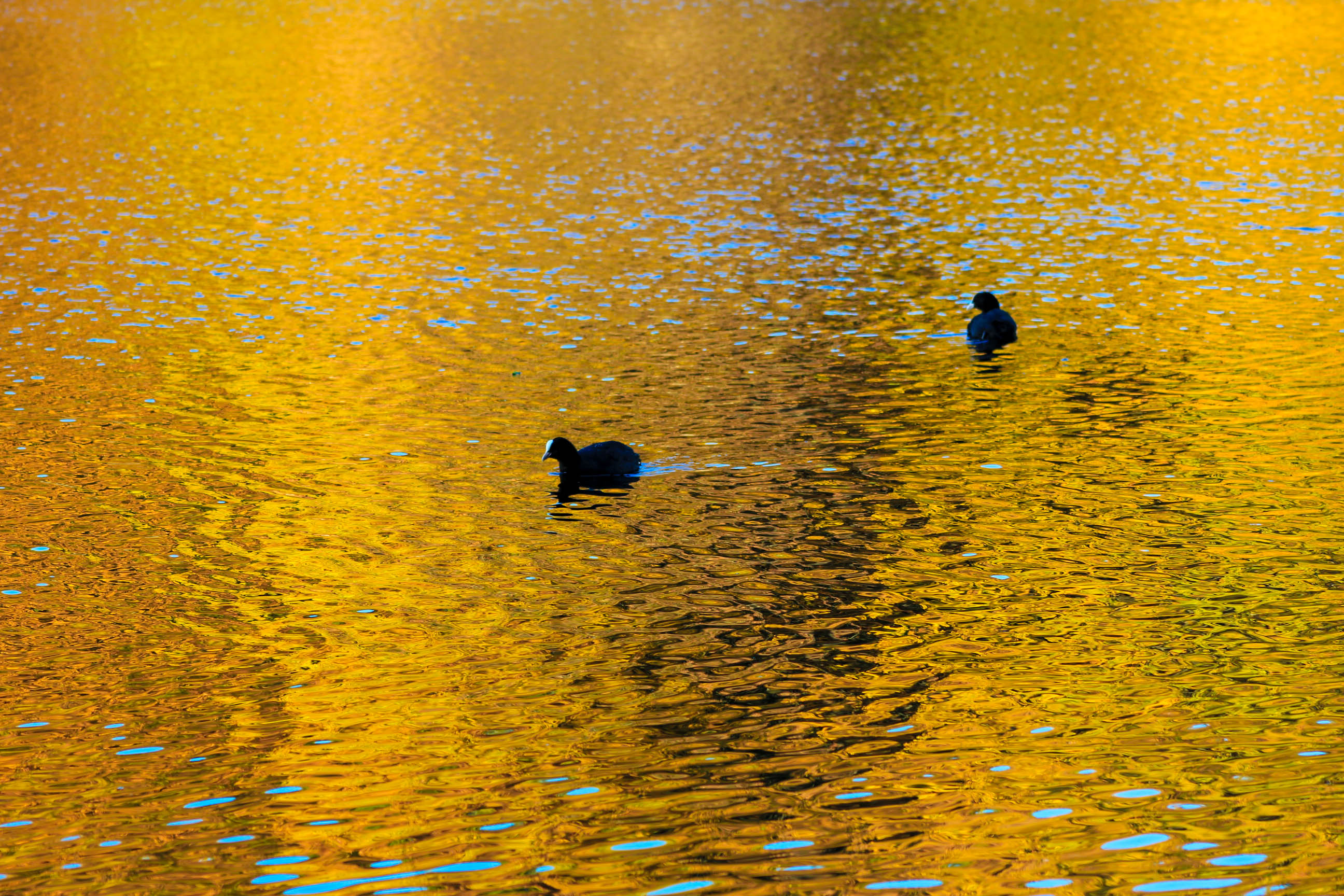Schlachtensee Swimming Guide
